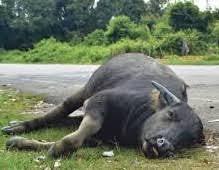 Mirip Penyakit Ngorok, Ratusan Kerbau Mati Mendadak di Rohul Riau, Ini Dugaan Penyebabnya